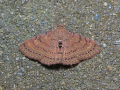 Homodes bracteigutta