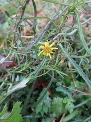 Senecio inaequidens