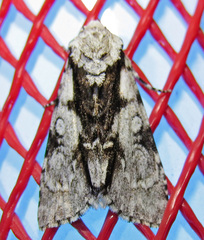 Acronicta funeralis