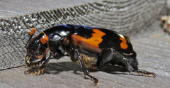 Nicrophorus sayi
