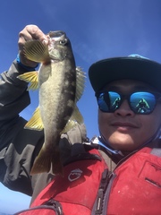 Sebastes serranoides