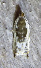 Ancylis nubeculana
