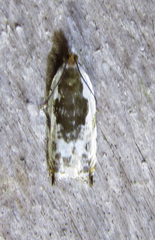 Ancylis nubeculana