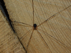 Leiobunum rupestre