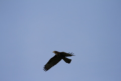 Buteo buteo