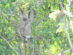 Bradypus variegatus tapajoensis