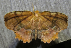 Cepphis armataria
