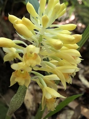 Calanthe densiflora