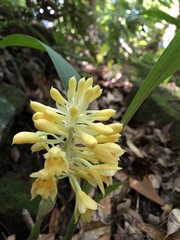 Calanthe densiflora