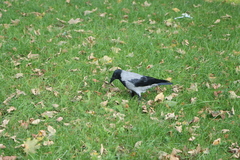 Corvus cornix