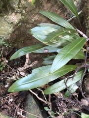Elaphoglossum marginatum