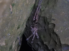 Heteropoda maxima