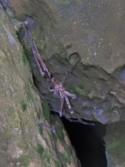 Heteropoda maxima