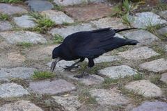 Corvus frugilegus