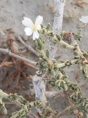 Frankenia jamesii