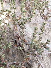 Frankenia jamesii