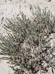 Frankenia jamesii