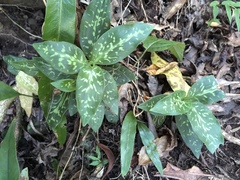 Goodyera daibuzanensis