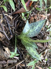 Goodyera daibuzanensis