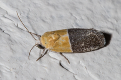 Ponometia clausula