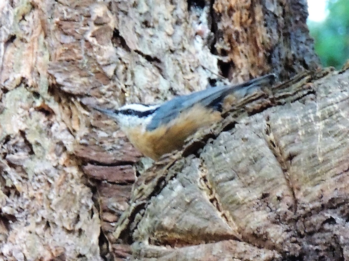 Red-breasted Nuthatch