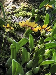 Bulbophyllum retusiusculum