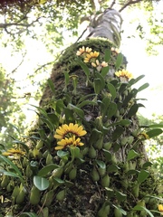Bulbophyllum retusiusculum