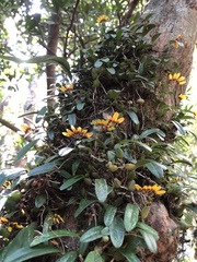 Bulbophyllum retusiusculum