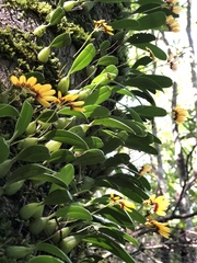 Bulbophyllum retusiusculum