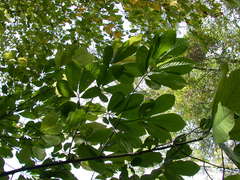 Asimina triloba
