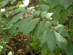 Asimina triloba