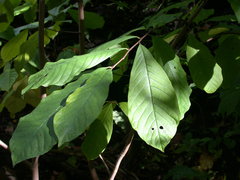 Asimina triloba