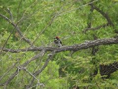 Melanerpes formicivorus angustifrons
