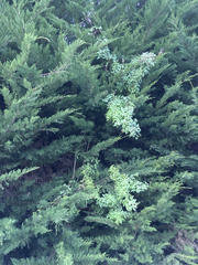 Eccremocarpus scaber