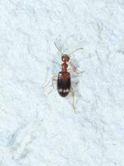 Stricticomus tobias
