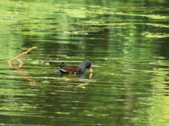Gallinula chloropus