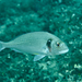 Gilthead Seabream - Photo (c) Beat Akeret, some rights reserved (CC BY-NC), uploaded by Beat Akeret