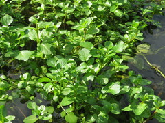 Nasturtium officinale
