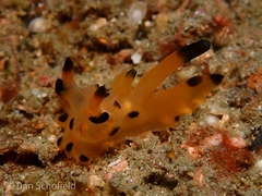 Thecacera