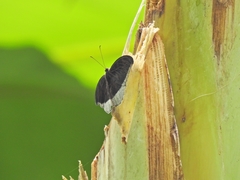 Adoliadini