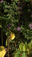 Symphyotrichum novae-angliae