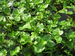 Veronica beccabunga