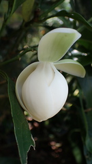 Magnolia coco