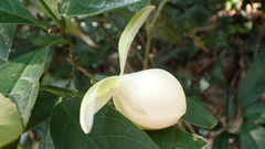 Magnolia coco