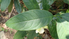 Magnolia coco