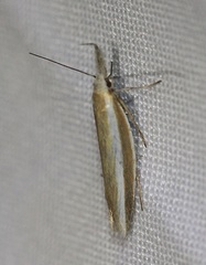 Pleurota aristella