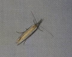 Pleurota aristella