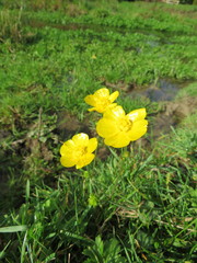 Ranunculus