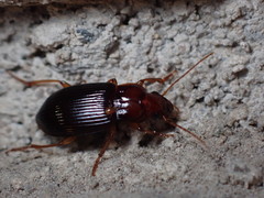 Trichotichnus vulpeculus