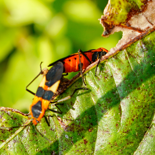 Large Milkweed Bug photographed in Texas